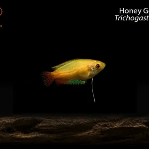 Honey Gourami (Trichogaster chuna)