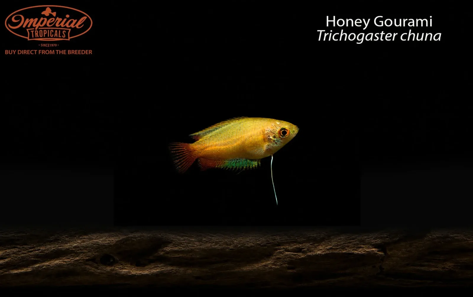 Honey Gourami (Trichogaster chuna)