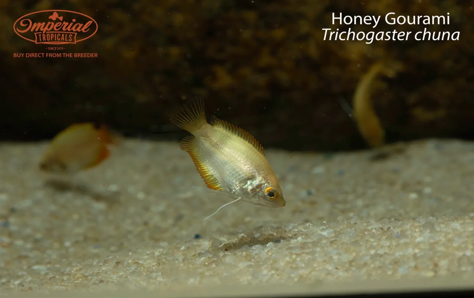 Honey Gourami (Trichogaster chuna) - Image 2