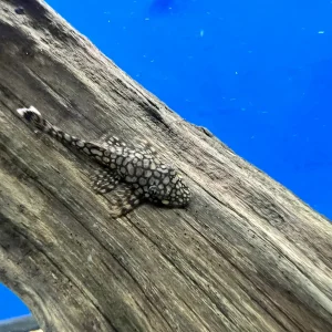 Honeycomb Wabenmuster Bristlenose Pleco