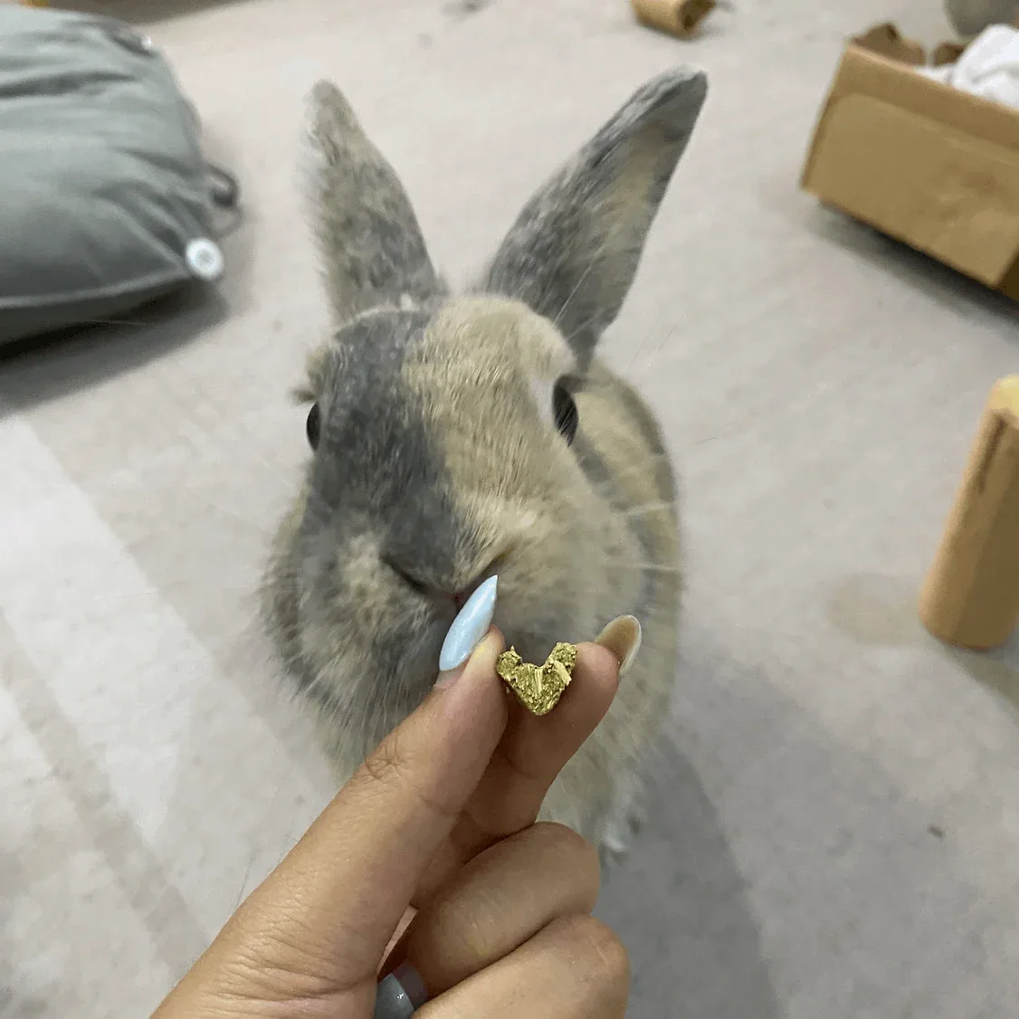 Hoppy Hay Hearts | NEW - Image 2