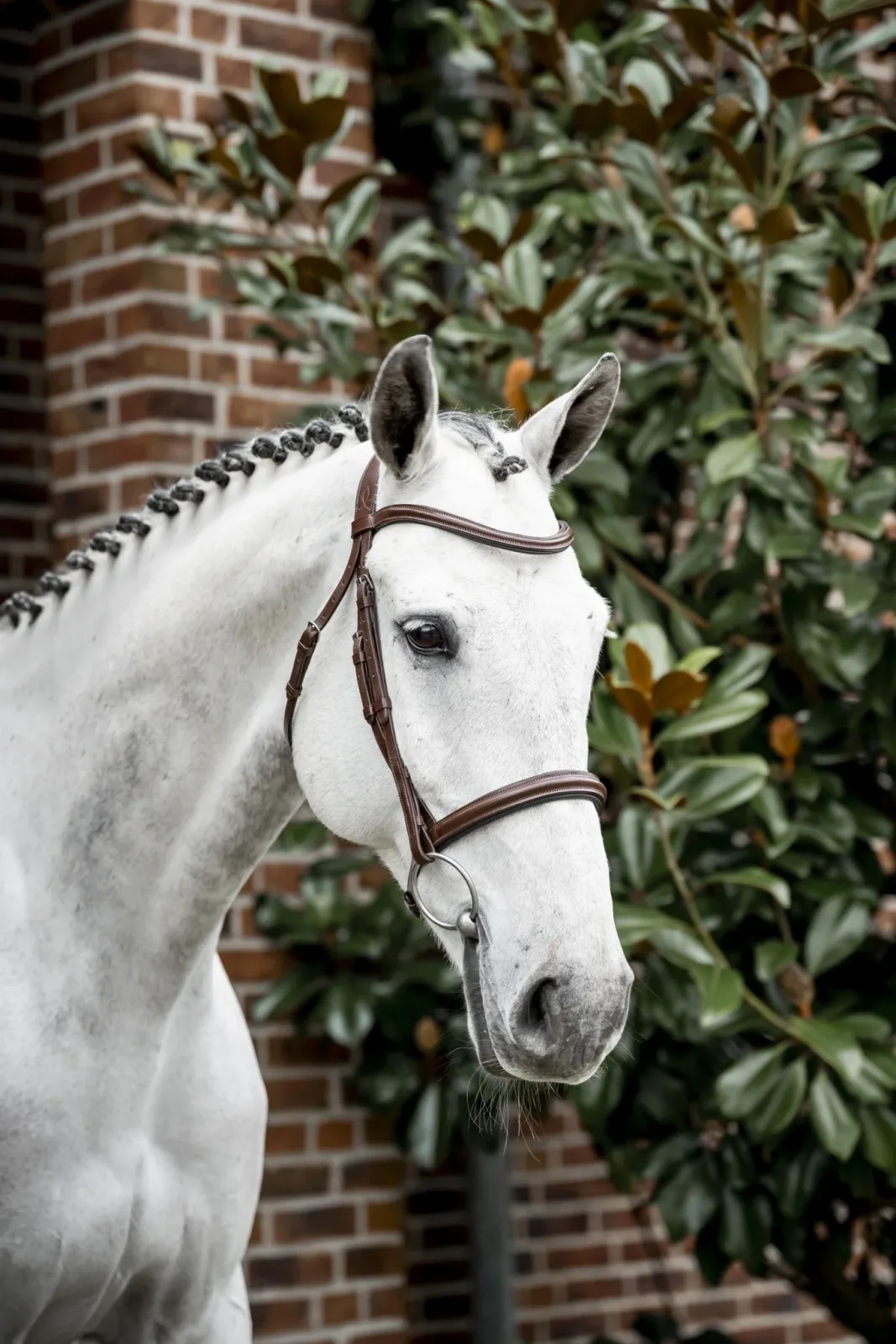 Horseware Cavesson Bridle - Image 2
