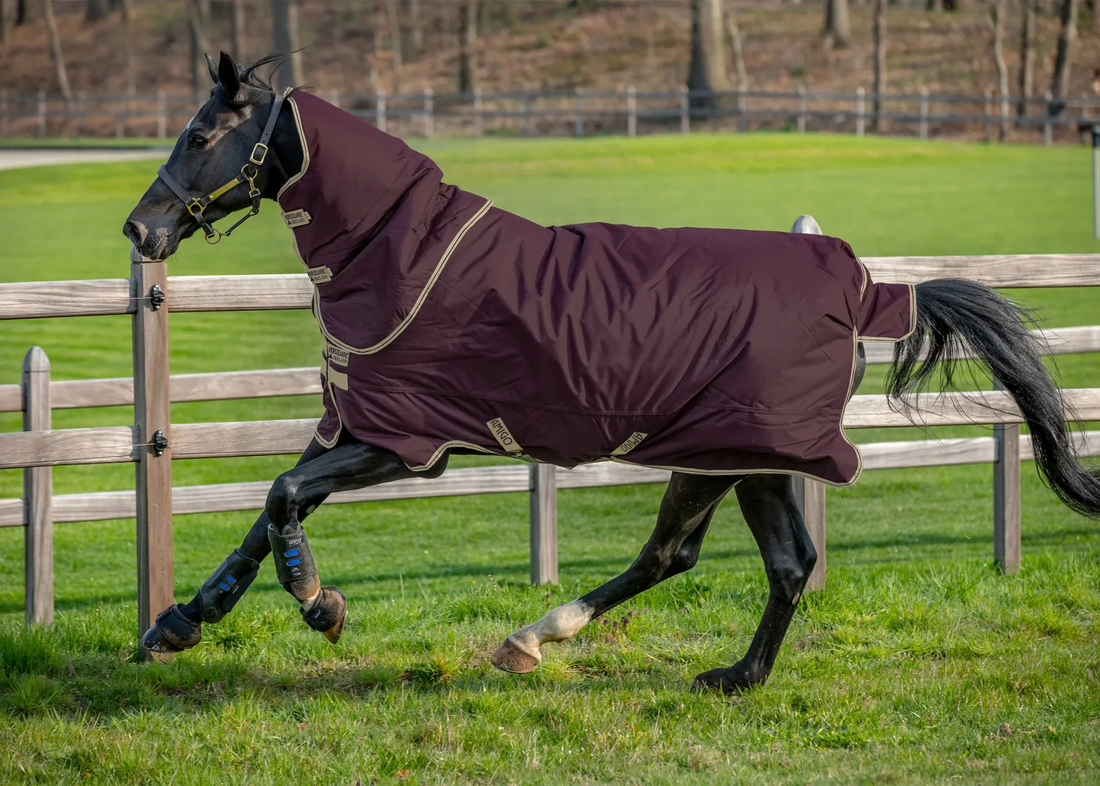 Horseware® Ireland Amigo® Hero Ripstop Plus 100 Gram Turnout Light Blanket - Image 2
