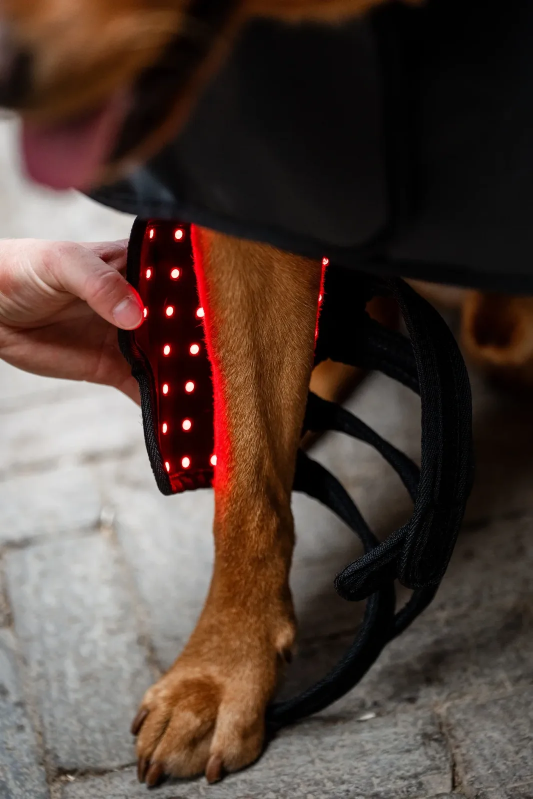 Horseware LED Red Light Therapy Pet Leg Wraps - Image 2