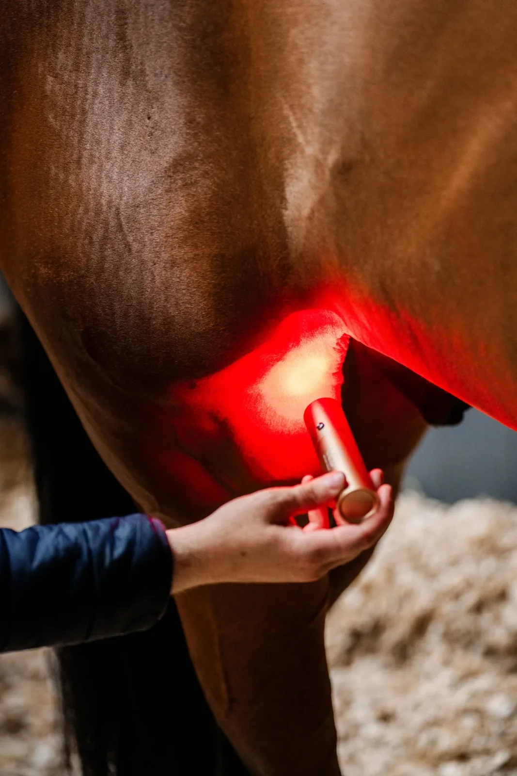 Horseware LED Red Light Therapy Wand - Image 2