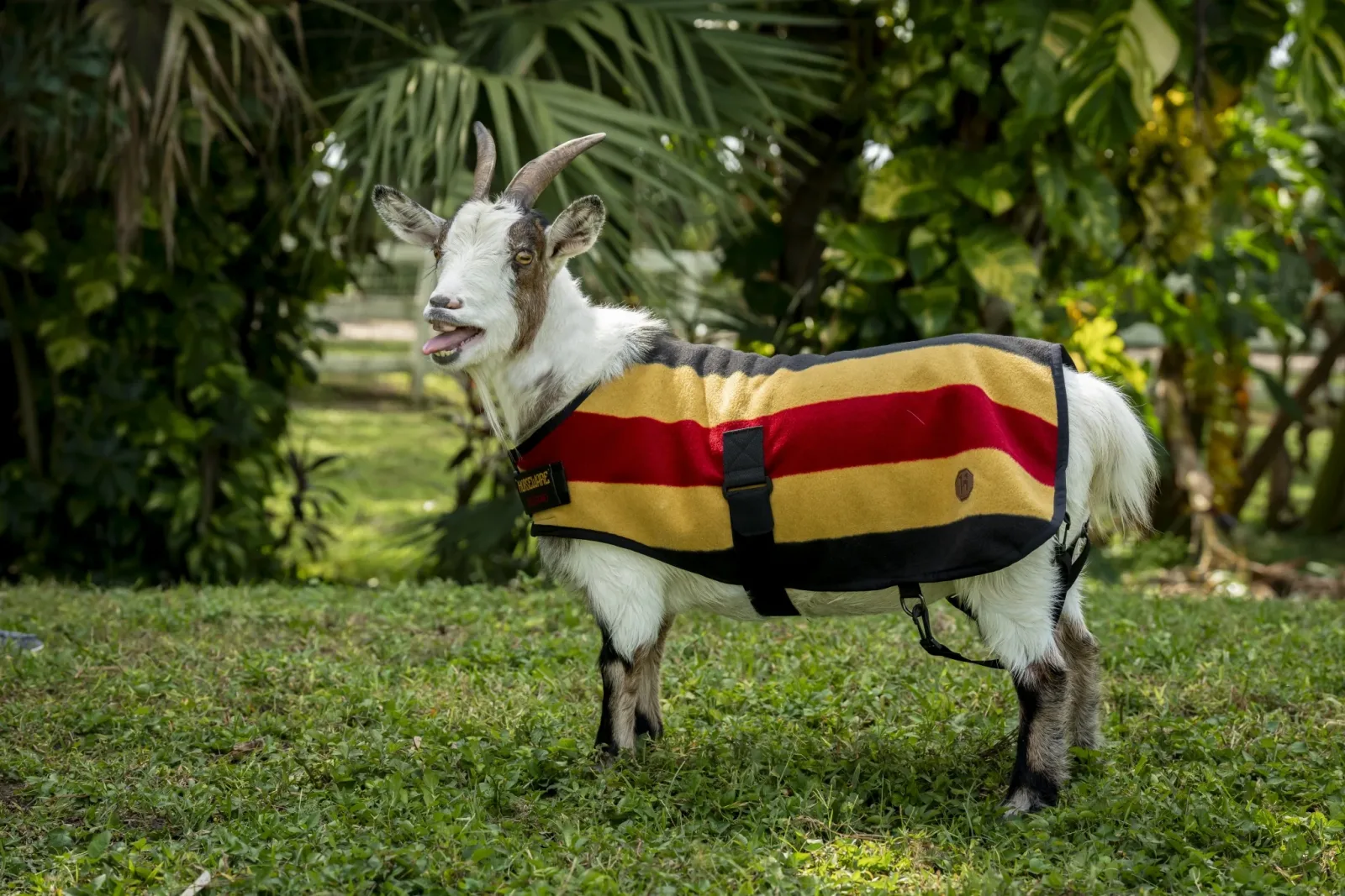 Horseware Newmarket Goat Fleece