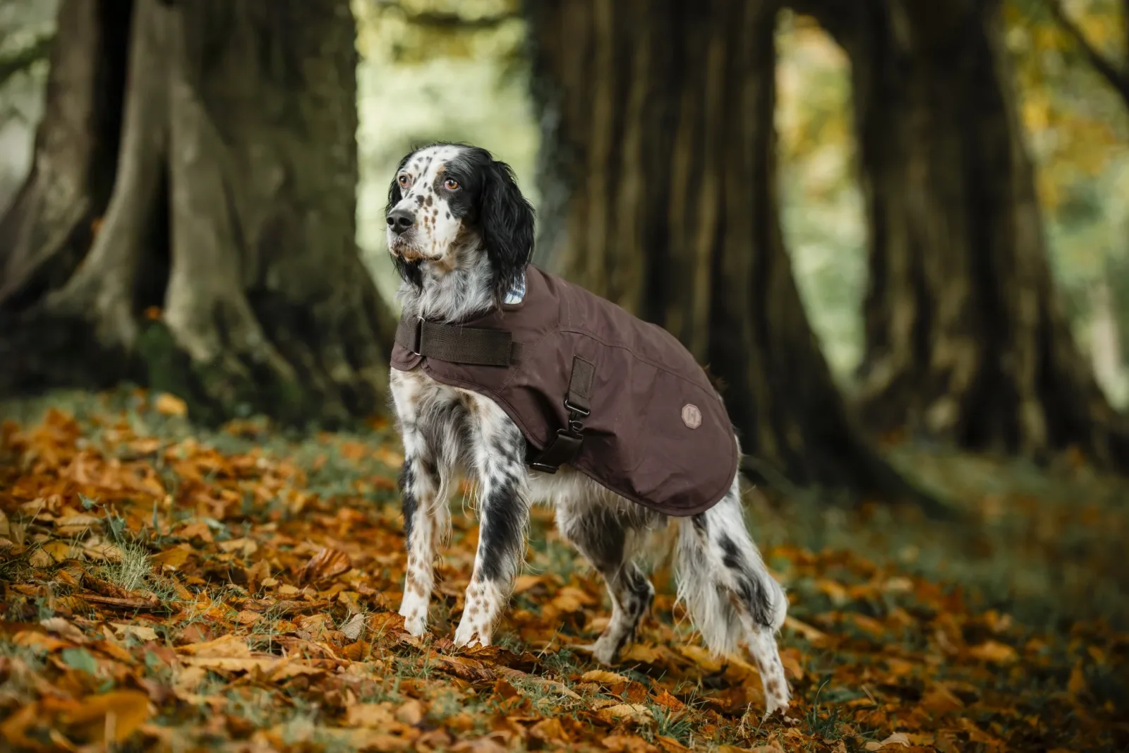 Horseware Newmarket Heritage Dog Coat - Image 2