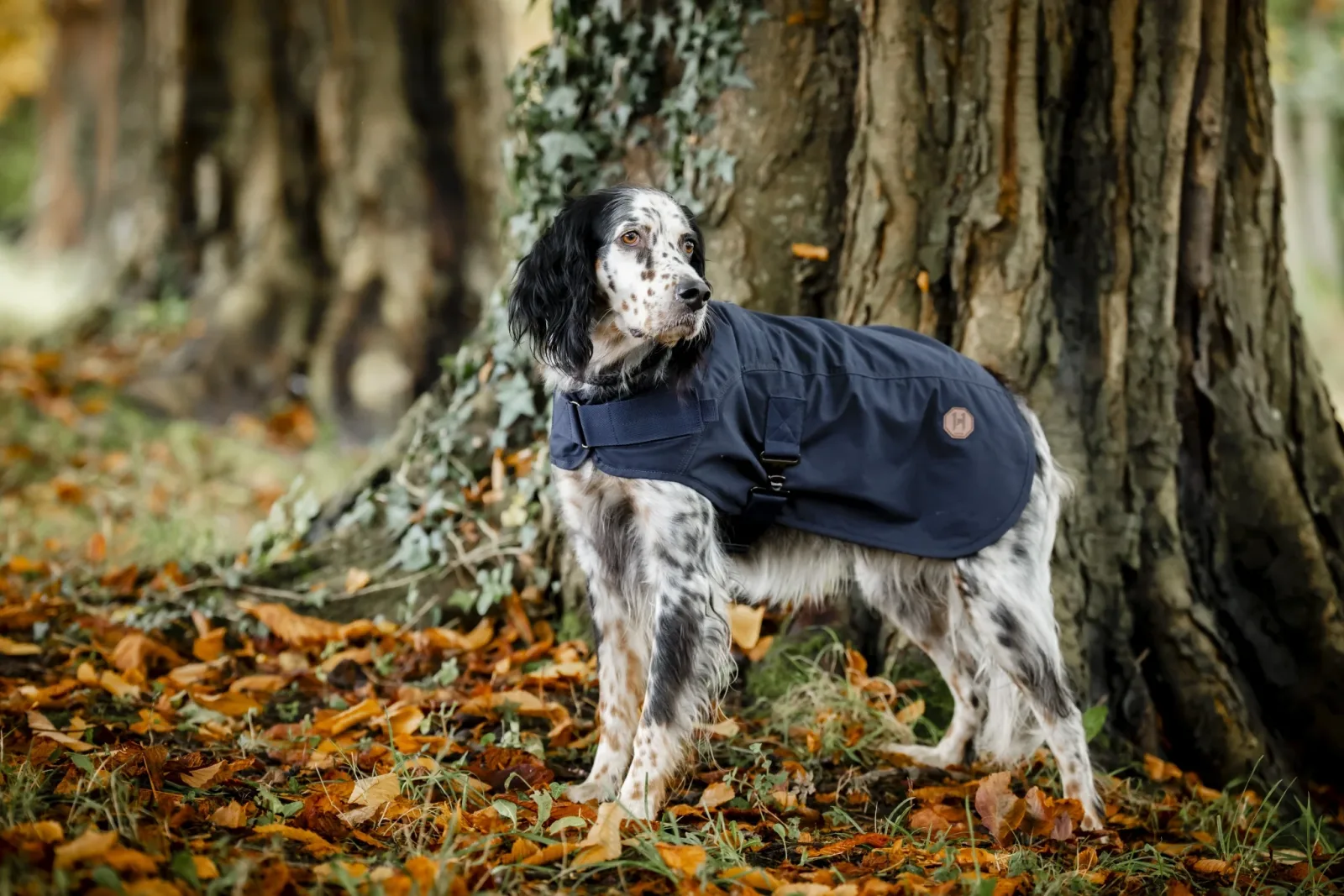 Horseware Newmarket Heritage Dog Coat