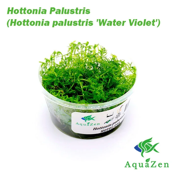 Hottonia Palustris (Hottonia palustris 'Water Violet') - Tissue Culture - Image 2