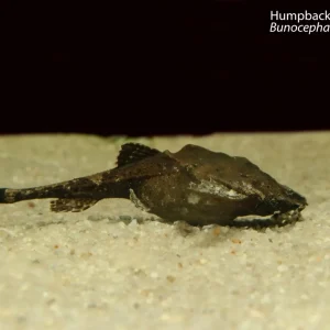 Humpback Banjo Catfish (Bunocephalus verrucosus)