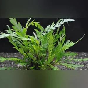 Hygrophila Pinnatifida