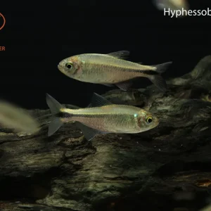 Hyphessobrycon vinaceus