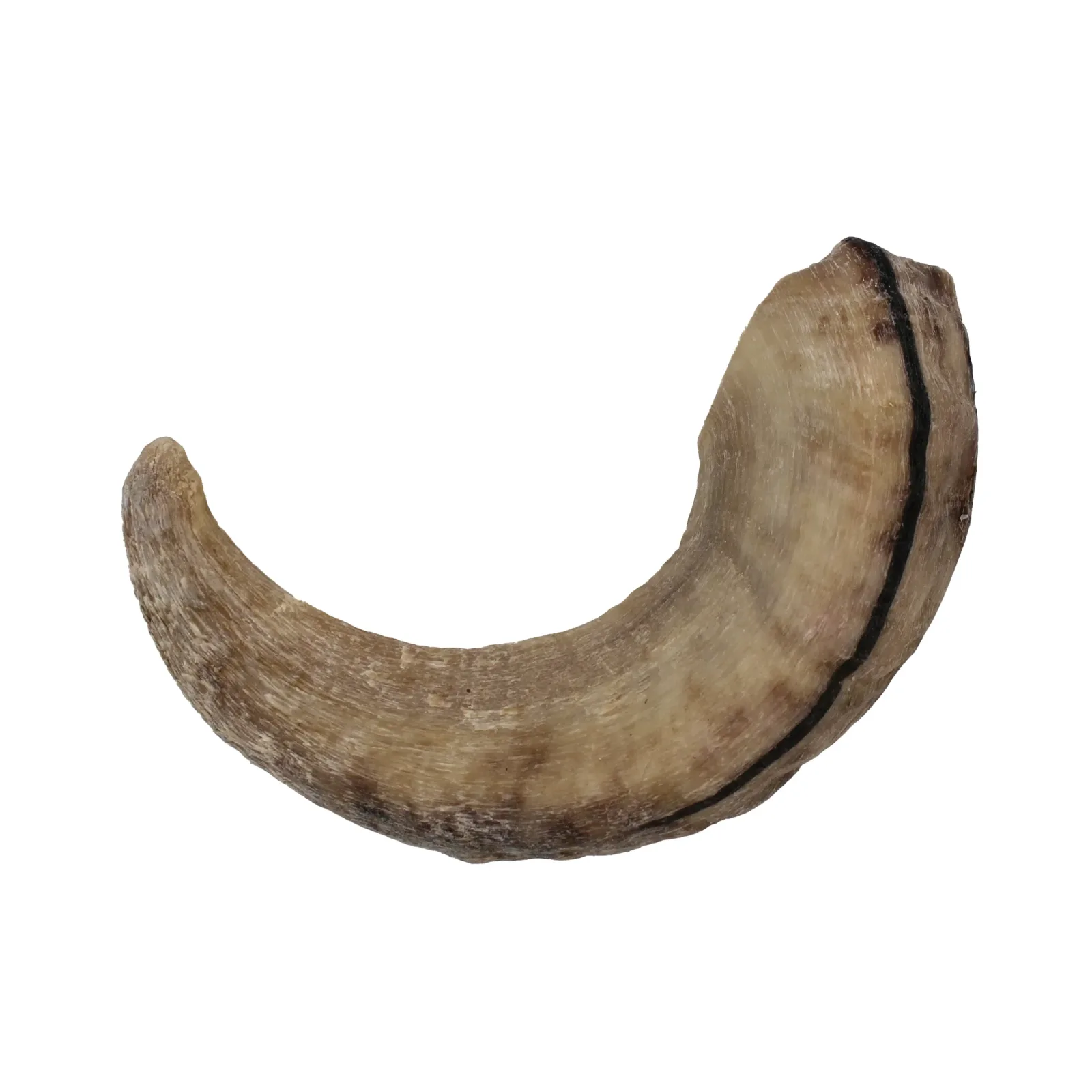 Icelandic Lamb Horn - Bulk 24 ct (Display Refill) (Sized Approx. 6.5-7 in) - Image 2