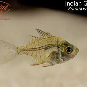 Indian Glass Fish (Parambassis ranga)