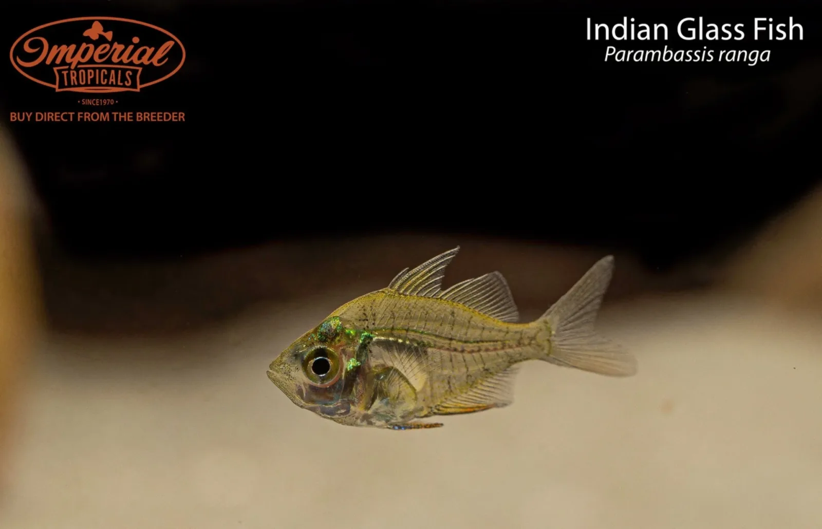 Indian Glass Fish (Parambassis ranga) - Image 2