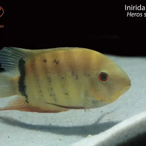 Inirida Severum (Heros sp. ‘Inirida’)
