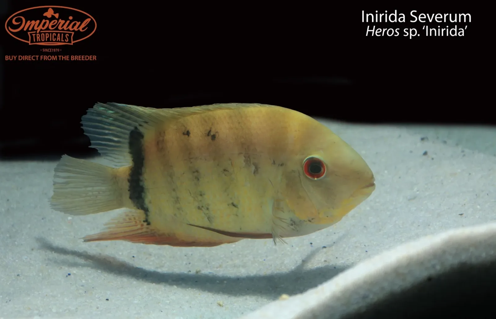 Inirida Severum (Heros sp. ‘Inirida’)