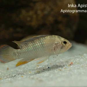 Inka Apistogramma