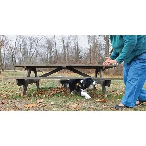 Introduction to Canine Parkour