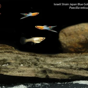 Israeli Strain Japan Blue Gold Lyretail Guppy