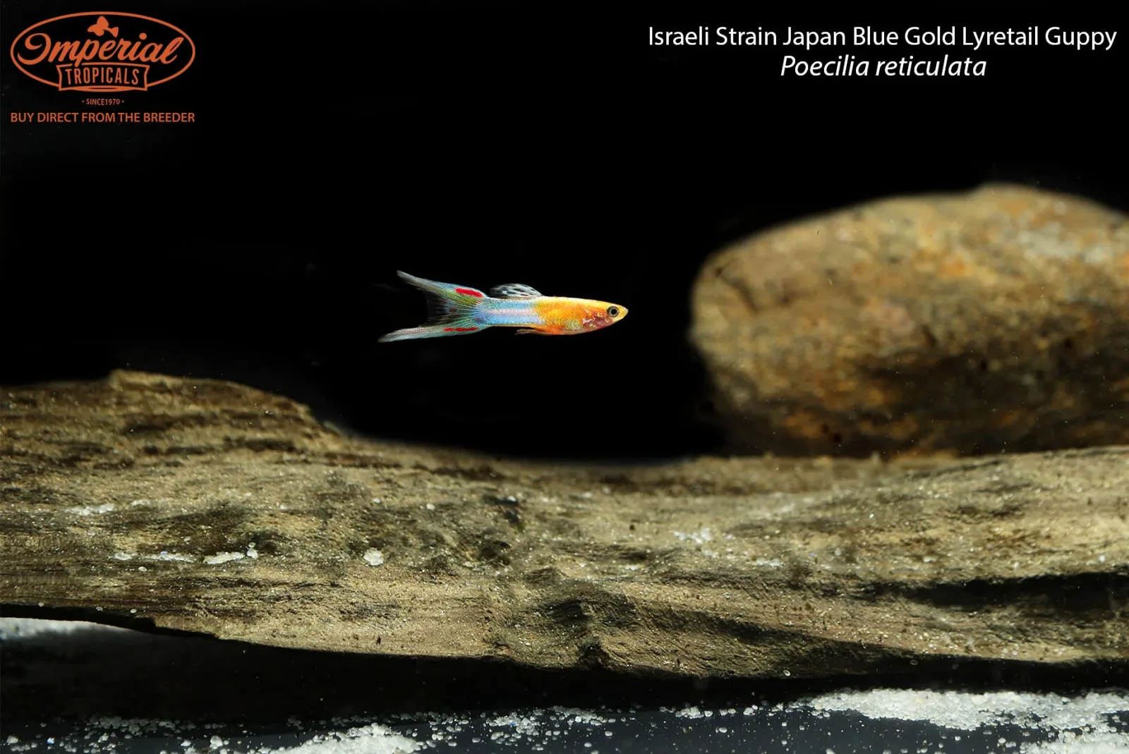 Israeli Strain Japan Blue Gold Lyretail Guppy - Image 2