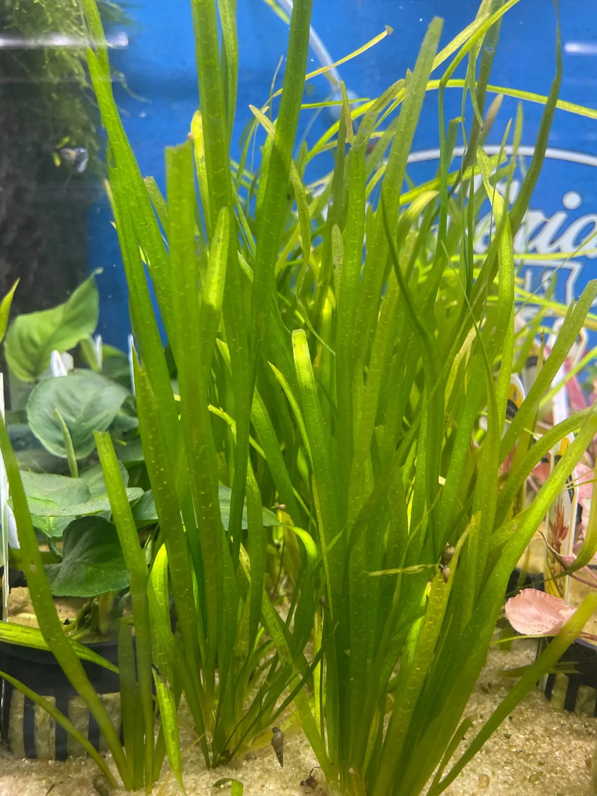 Italian Val (Vallisneria spiralis) - Image 2