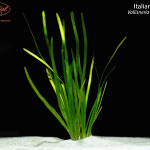 Italian Val (Vallisneria spiralis)