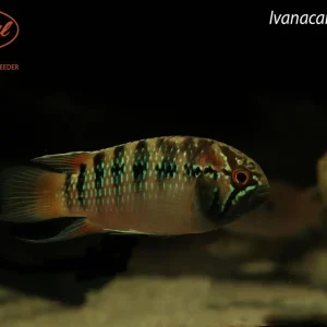 Ivanacara adoketa