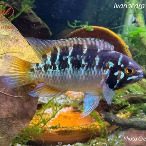 Ivanacara bimaculata