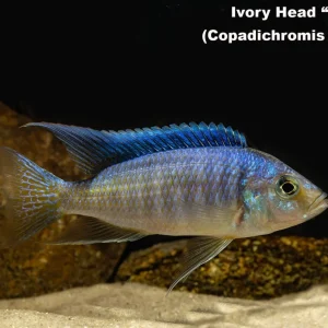 Ivory Head "Lupingu"