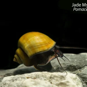 Jade Mystery Snail