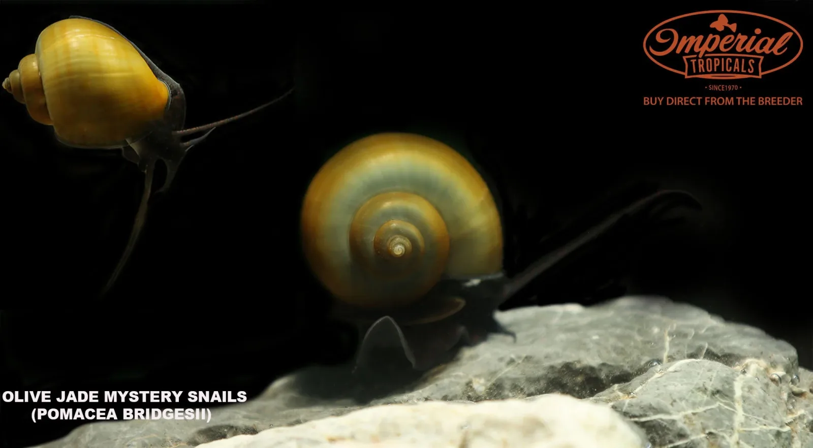 Jade Mystery Snail - Image 2