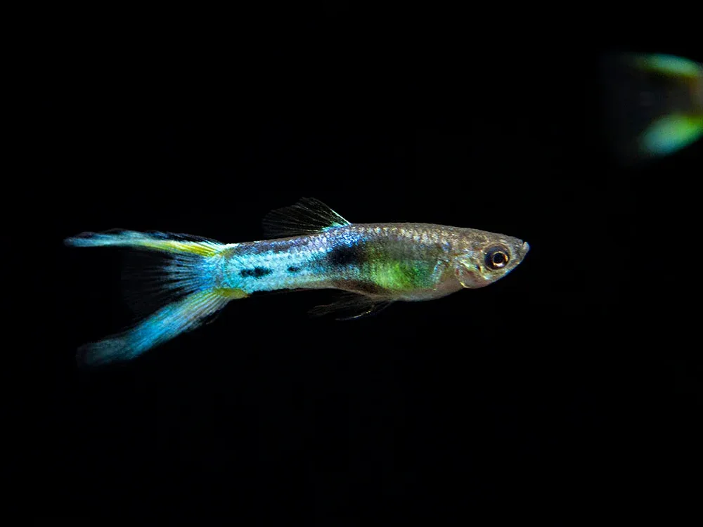Japan Blue Double Sword Endler’s Livebearer, Males and Females, Type II (Poecilia wingei), Tank-Bred! - Image 2