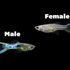 Japan Blue Double Sword Endler’s Livebearer, Males and Females, Type II (Poecilia wingei), Tank-Bred!