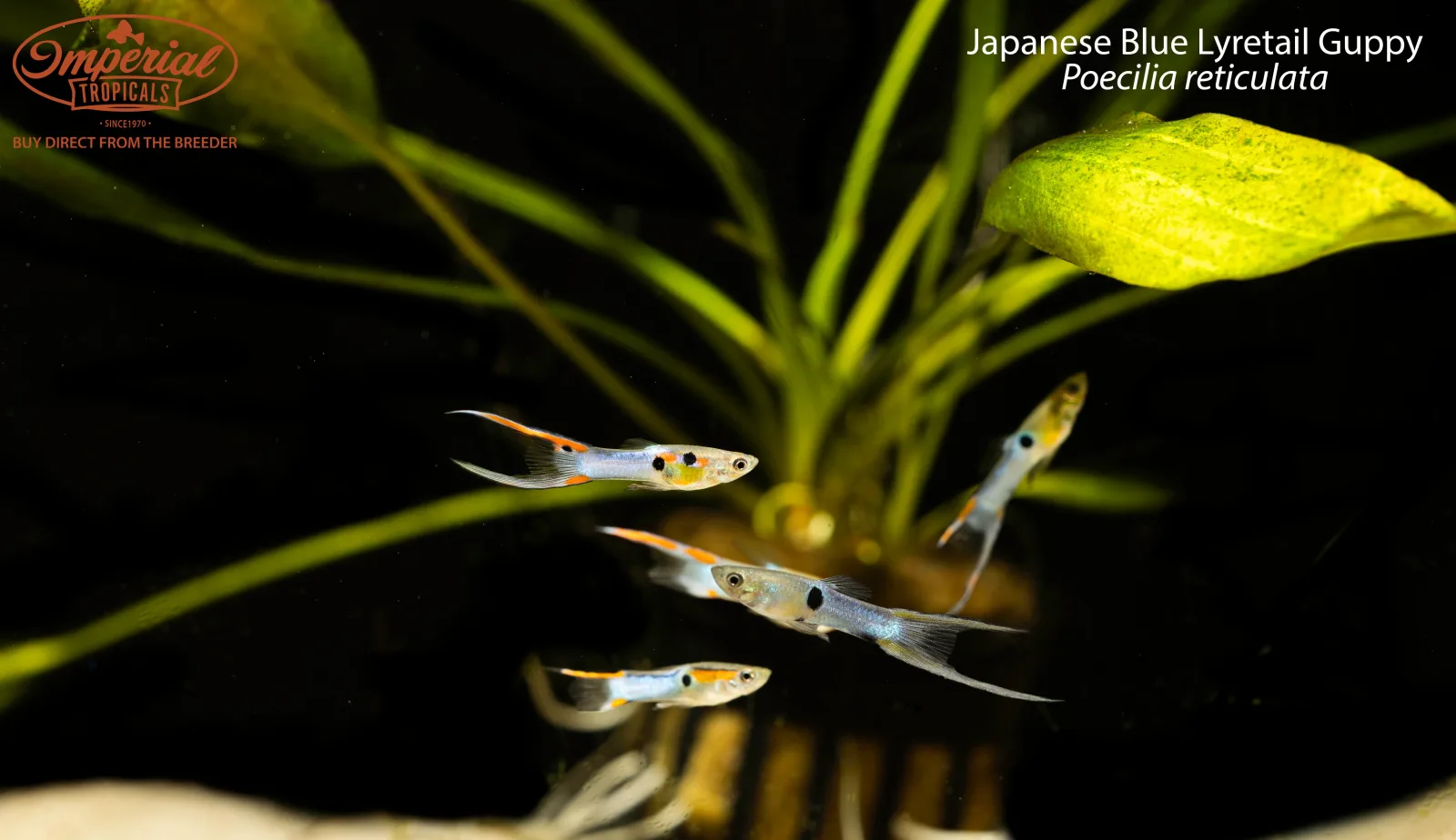 Japanese Blue Lyretail Guppy - Image 2