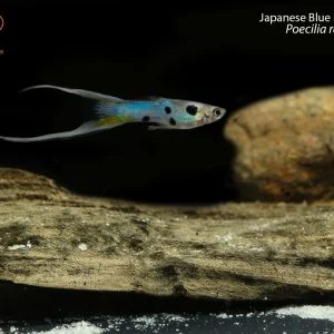 Japanese Blue Lyretail Guppy