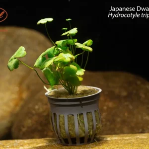 Japanese Dwarf Pennywort
