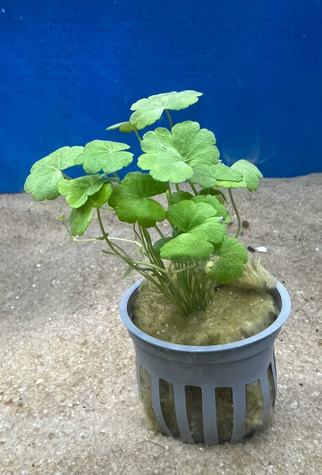 Japanese Dwarf Pennywort - Image 2