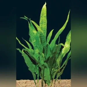 java fern