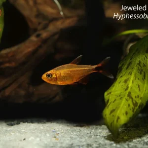 Jeweled Golden Tetra