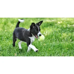 Journey with Ernie: Lessons in Learning, Life Skills & Agility
