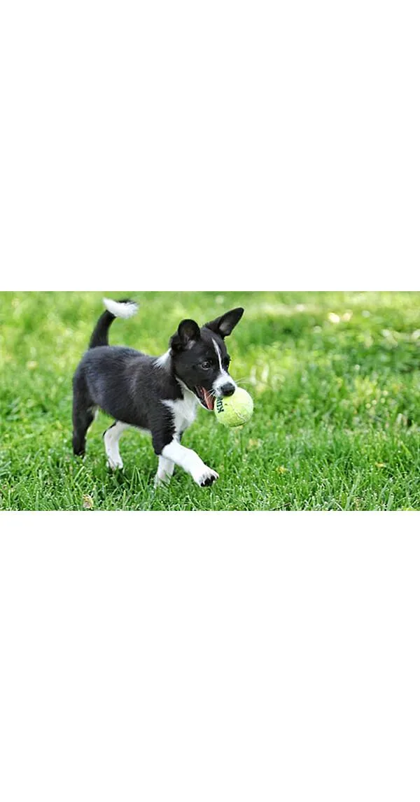 Journey with Ernie: Lessons in Learning, Life Skills & Agility