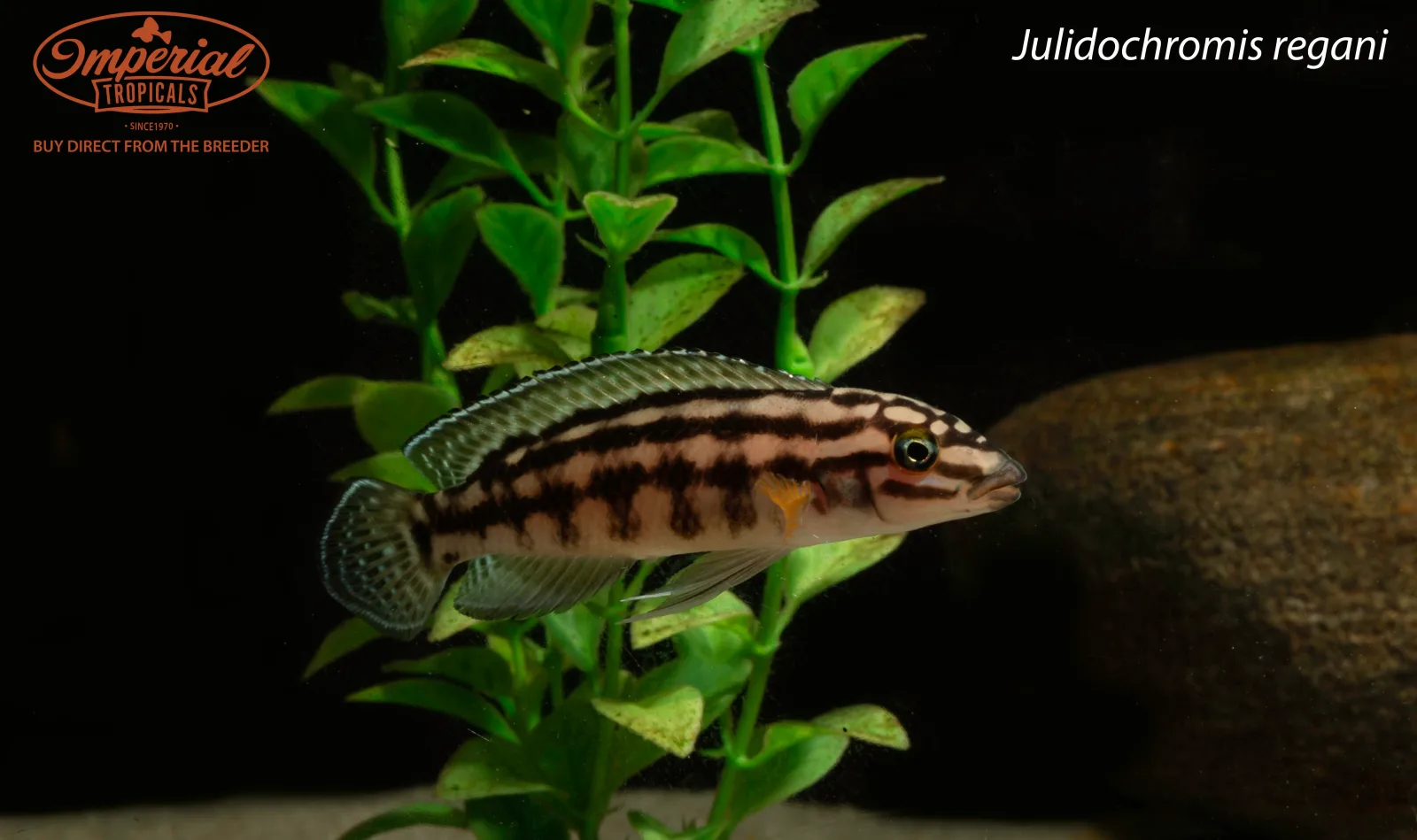 Julidochromis regani - Image 2