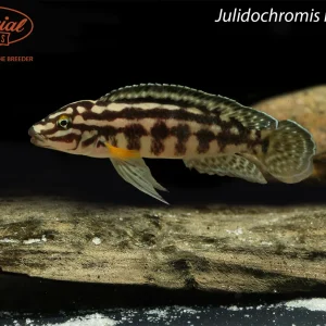 Julidochromis regani