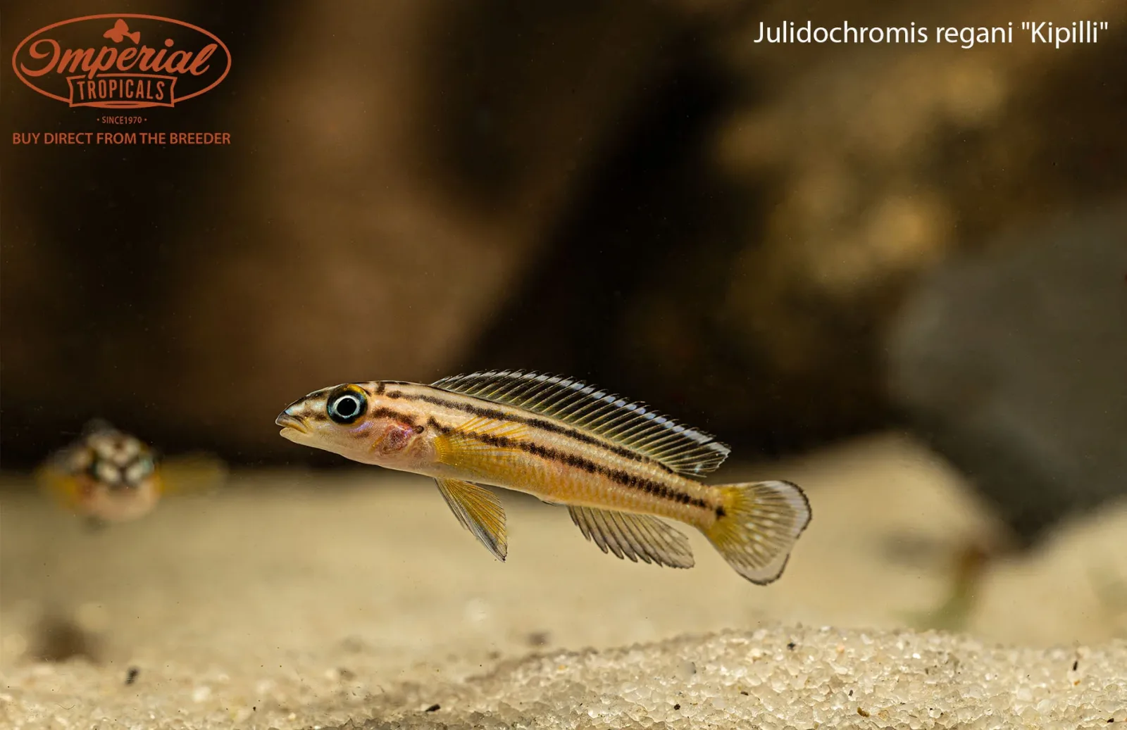 Julidochromis regani "Kipilli" - Image 2