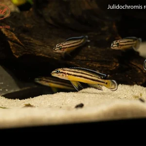 Julidochromis regani "Kipilli"