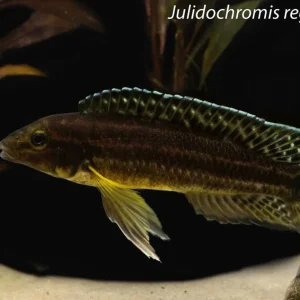 Julidochromis regani "Midnight"