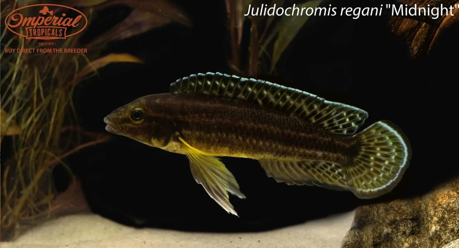 Julidochromis regani "Midnight"