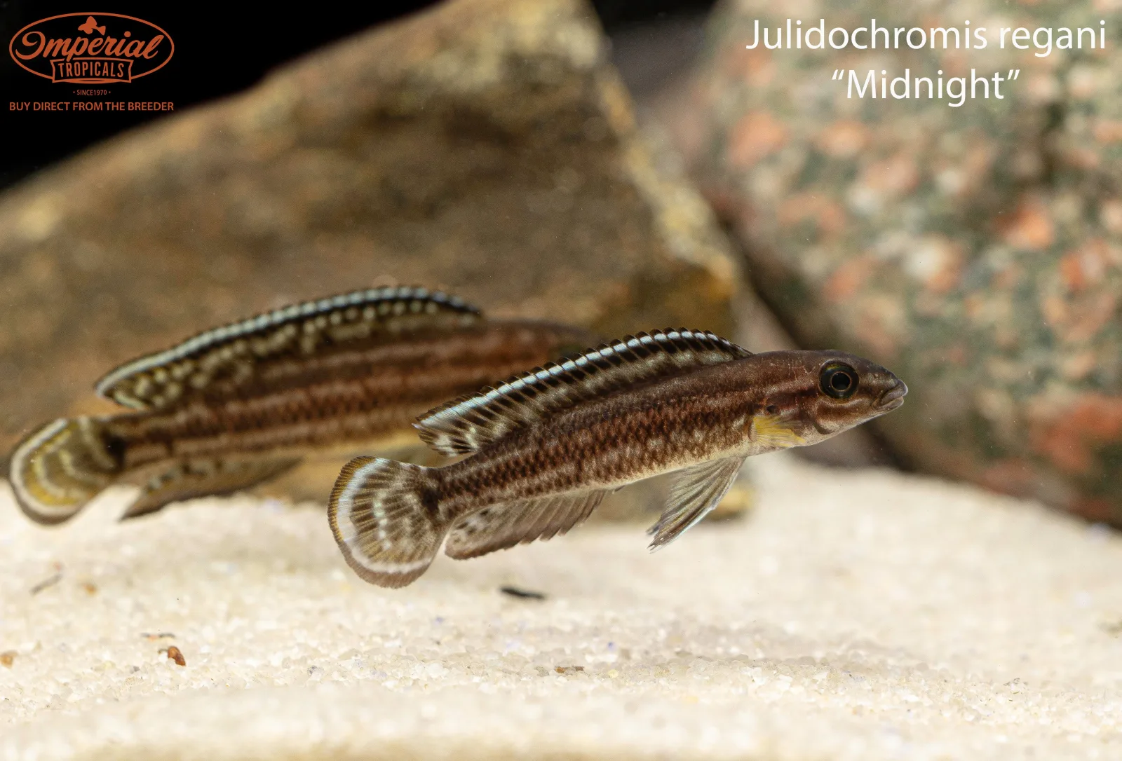 Julidochromis regani "Midnight" - Image 2