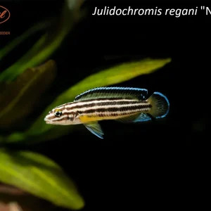 Julidochromis regani "Nsumbu"